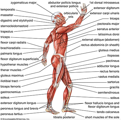 from Encyclopedia Britannica, lateral view of the human body muscles