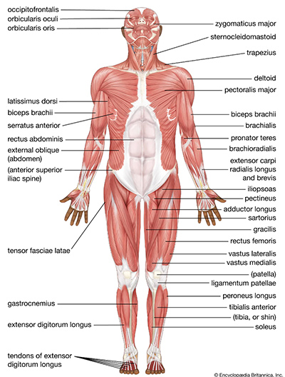 from Encyclopedia Britannica, lateral view of the human body muscles